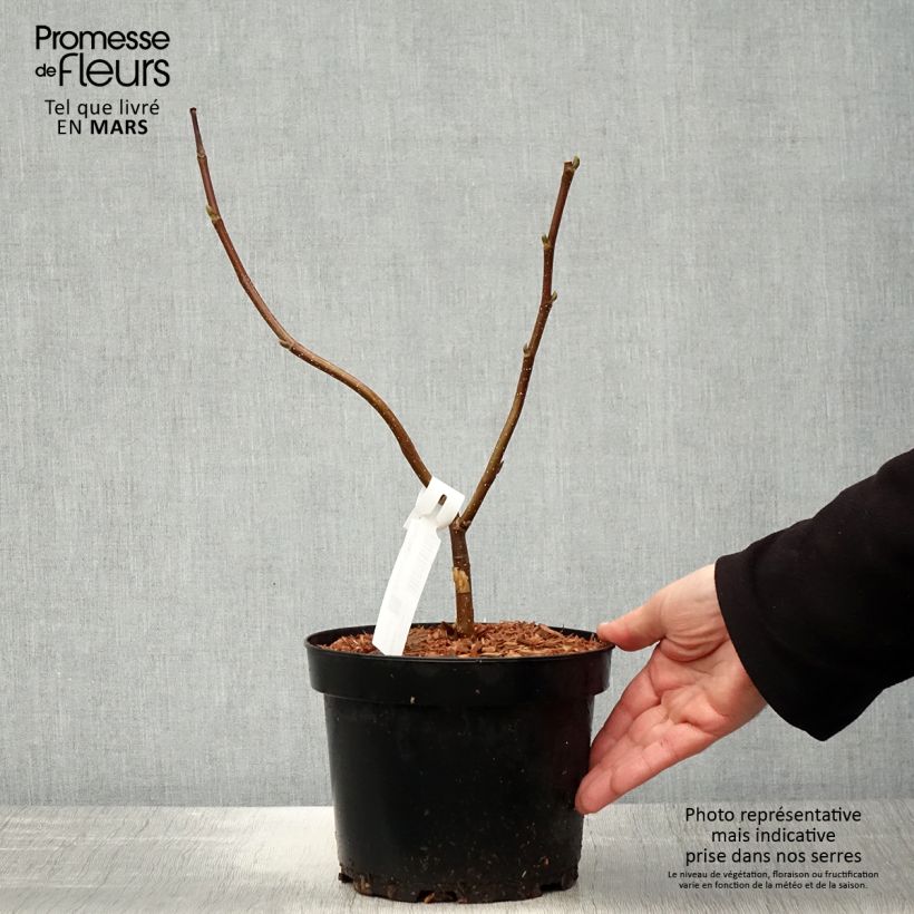 Spécimen de Magnolia Flamingo - Pot de 3L/4L tel que livré au printemps