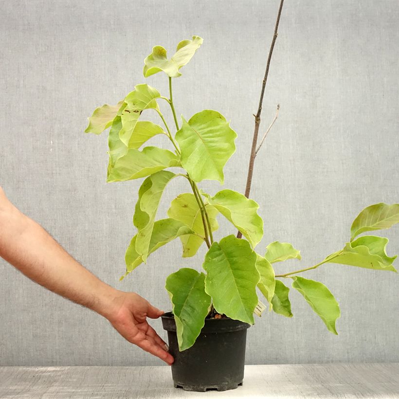 Spécimen de Magnolia Frank's Masterpiece Pot de 3L/4L tel que livré en été