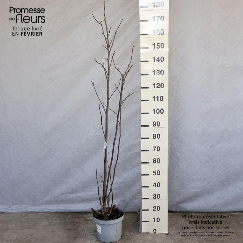 Spécimen de Magnolia Galaxy Pot de 4L/5L tel que livré en hiver
