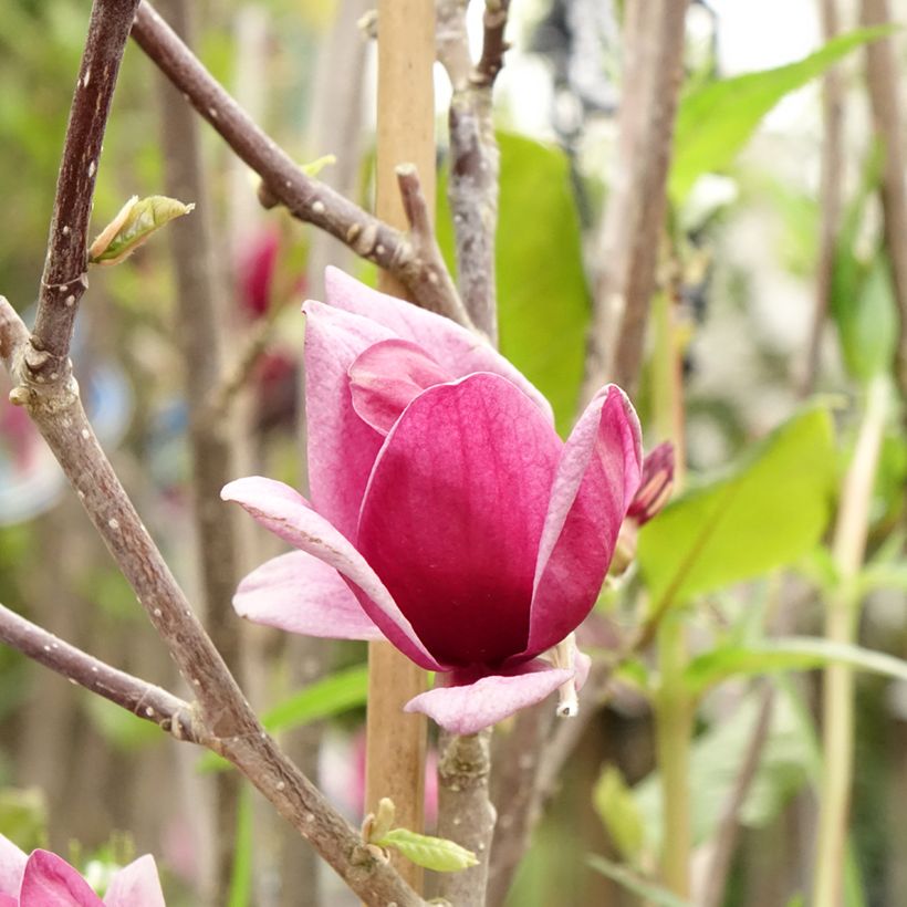 Magnolia Genie (Floraison)