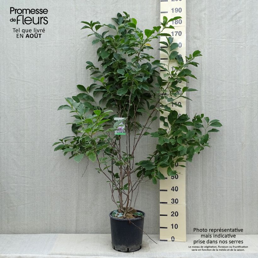 Spécimen de Magnolia George Henry Kern Pot de 12L/15L tel que livré en été