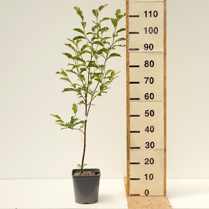 Spécimen de Magnolia George Henry Kern Pot de 3L/4L tel que livré en été
