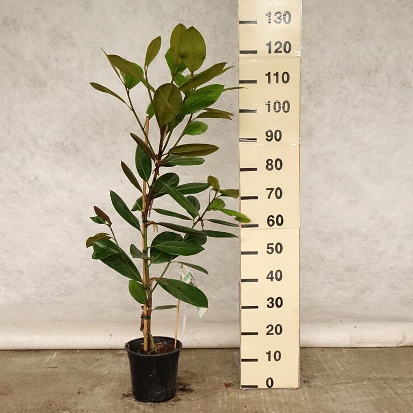 Spécimen de Magnolia grandiflora Treyve Pot de 4L/5L, Baliveau tel que livré en été