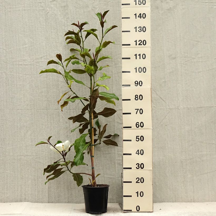 Spécimen de Magnolia grandiflora Bracken's Brown Beauty - Laurier-tulipier Pot de 4L/5L tel que livré en été
