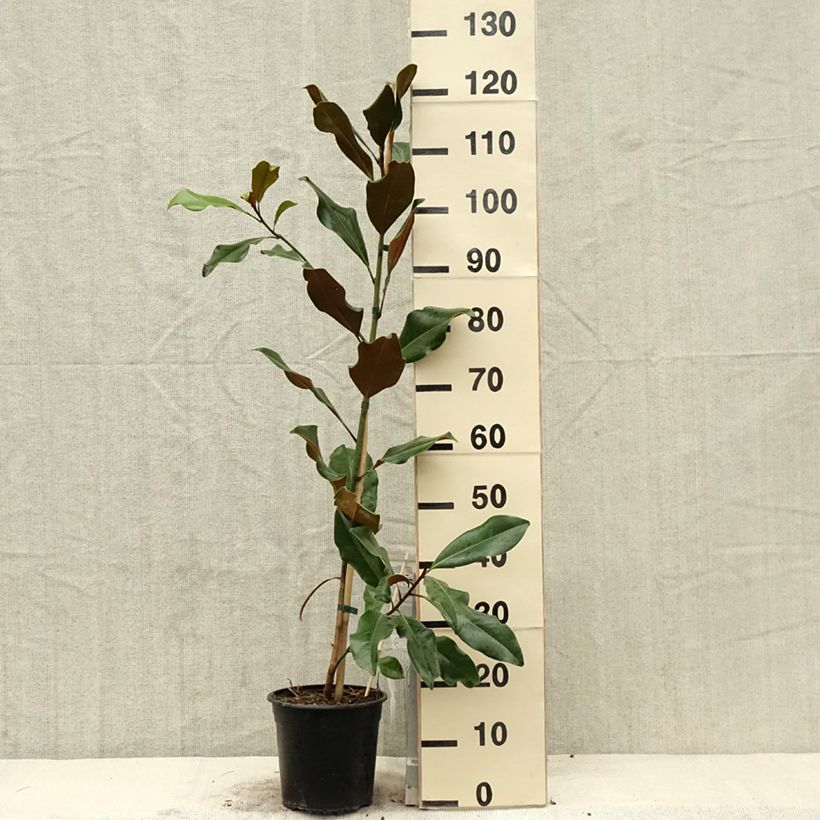 Spécimen de Magnolia grandiflora Bracken's Brown Beauty - Laurier-tulipier en pot de 4l/5l tel que livré au printemps