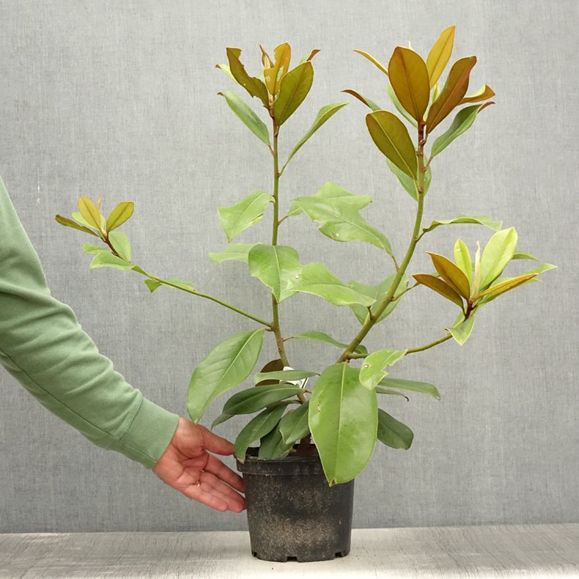 Spécimen de Magnolia grandiflora Double Nantais Pot de 1,5L/2L tel que livré en été