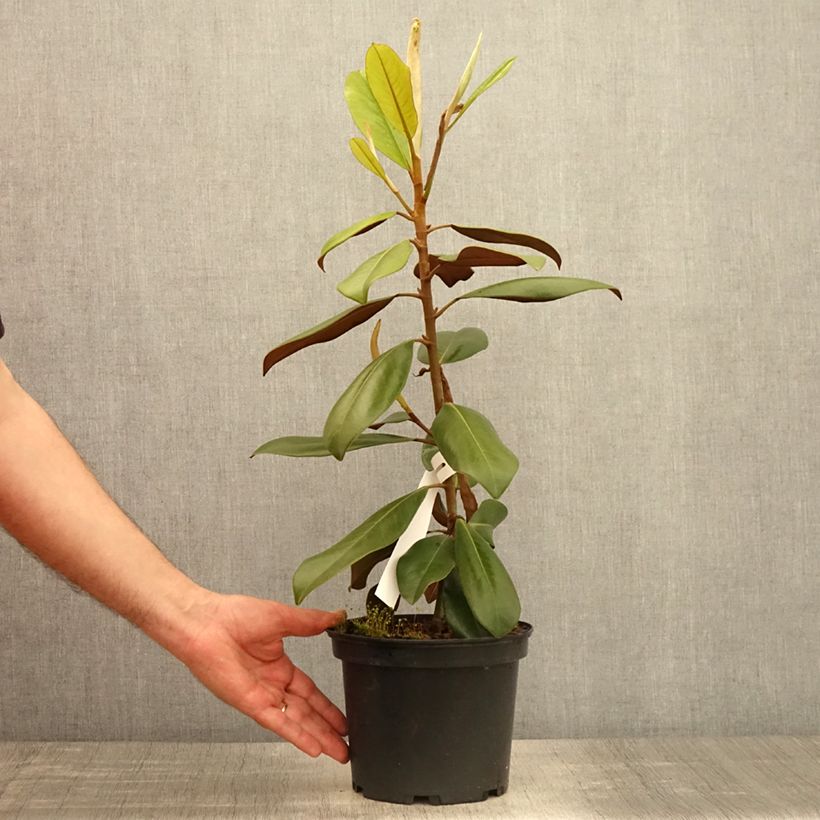Spécimen de Magnolia grandiflora Double Nantais Pot de 1.5L tel que livré au printemps