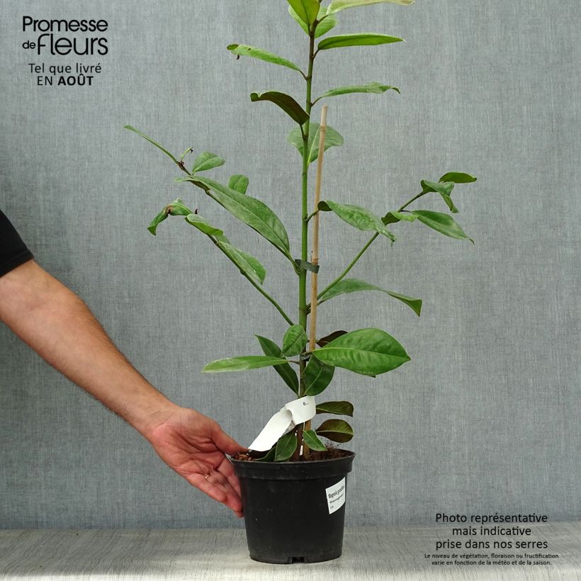 Spécimen de Magnolia grandiflora Ferruginea - Laurier-tulipier Pot de 1,5L/2L tel que livré en été