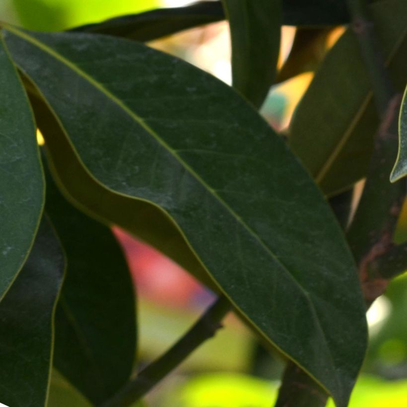 Magnolia grandiflora Galissonière (Feuillage)