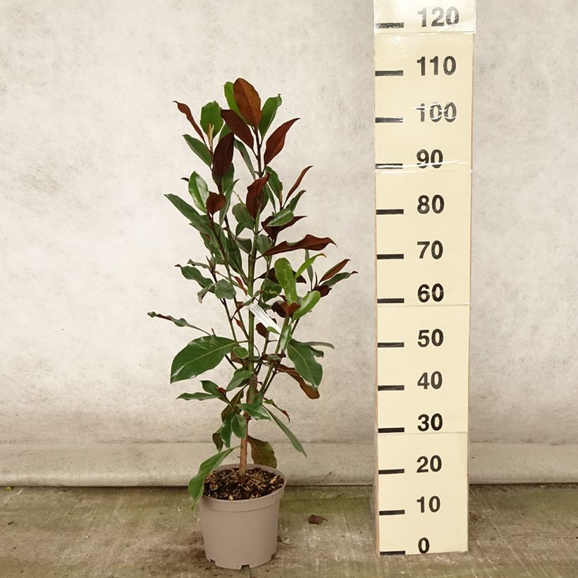 Spécimen de Magnolia grandiflora Kay Parris - Magnolia persistant Pot de 4L/5L tel que livré en été