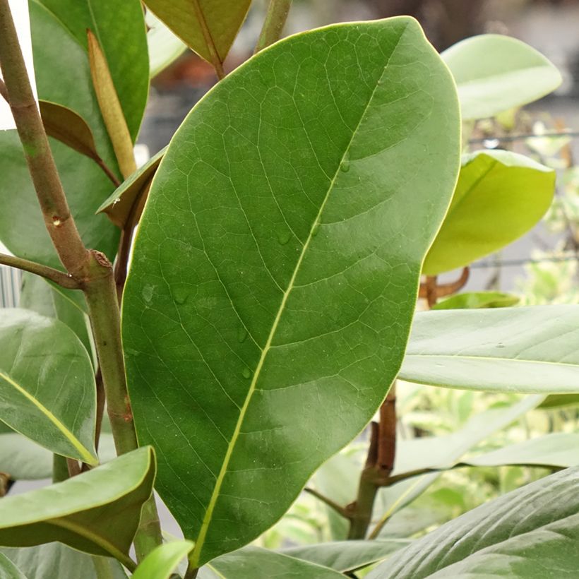 Magnolia grandiflora Mainstreet - Laurier-tulipier (Feuillage)