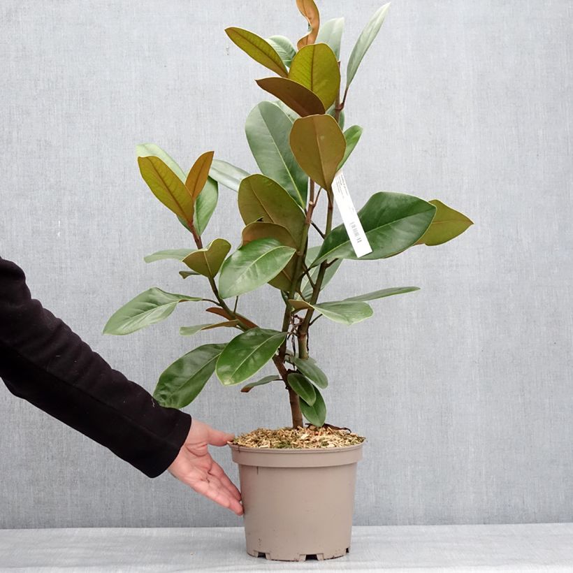 Spécimen de Magnolia grandiflora Mainstreet - Laurier-tulipier - Pot de 4L/5L tel que livré en hiver