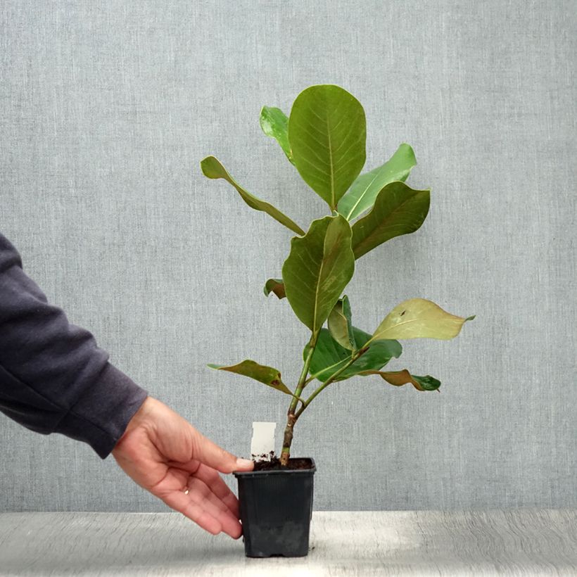 Spécimen de Magnolia grandiflora Mont blanc - Laurier-tulipier Pot de 10 cm/11cm tel que livré en été