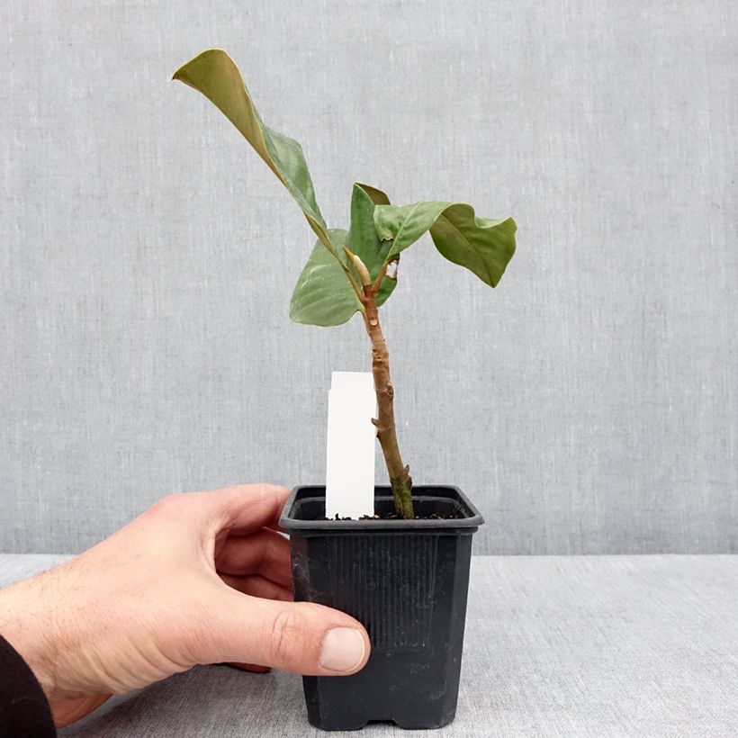 Spécimen de Magnolia grandiflora Mont blanc - Laurier-tulipier - Pot de 10 cm/11cm tel que livré au printemps