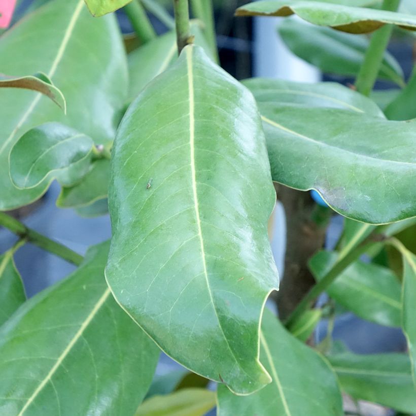 Magnolia grandiflora Nana - Laurier-tulipier (Feuillage)