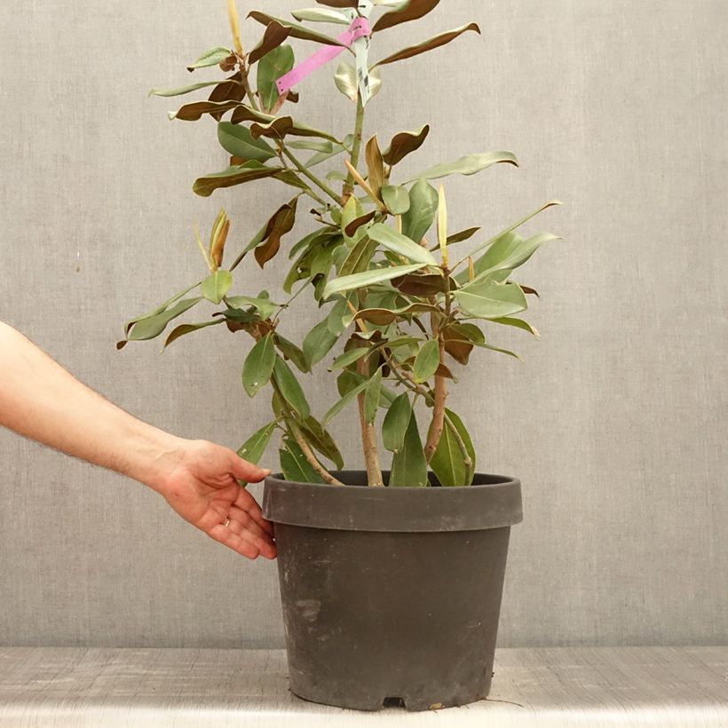 Spécimen de Magnolia grandiflora Purpan Pot de 10L tel que livré au printemps