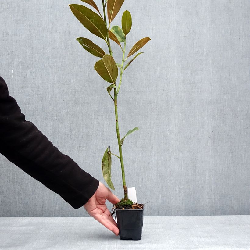 Spécimen de Magnolia grandiflora Victoria - Laurier-tulipier - Pot de 10 cm/11cm tel que livré en hiver