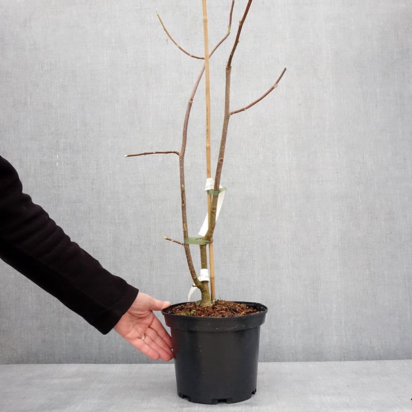 Spécimen de Magnolia greffé Tina durio Pot de 4L/5L tel que livré en hiver