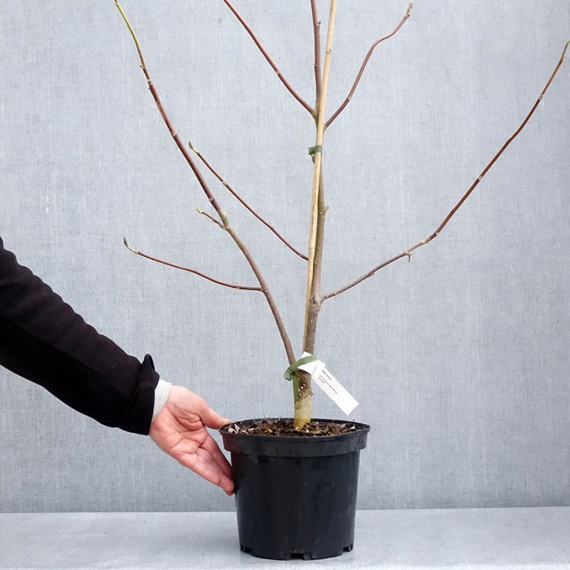 Spécimen de Magnolia greffé Tina durio - Pot de 4L/5L tel que livré au printemps