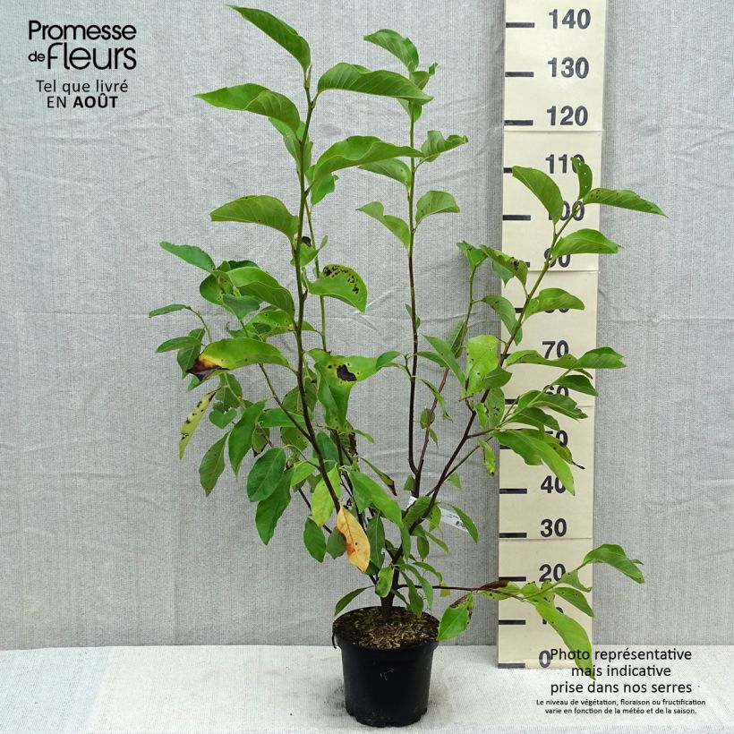 Spécimen de Magnolia Heaven Scent  Pot de 4L/5L tel que livré en été