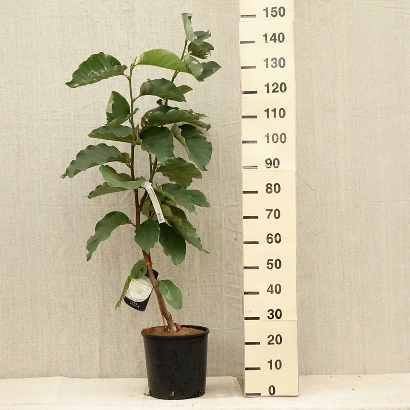 Spécimen de Magnolia Honey Tulip en pot de 12L tel que livré en été