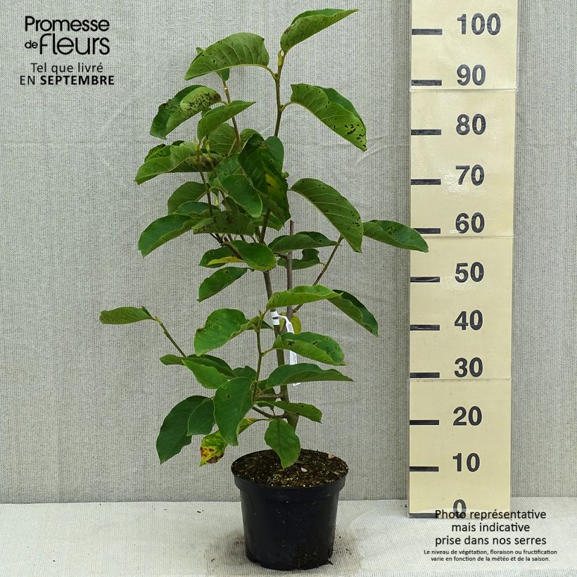 Spécimen de Magnolia Iolanthe Pot de 4L/5L tel que livré en été