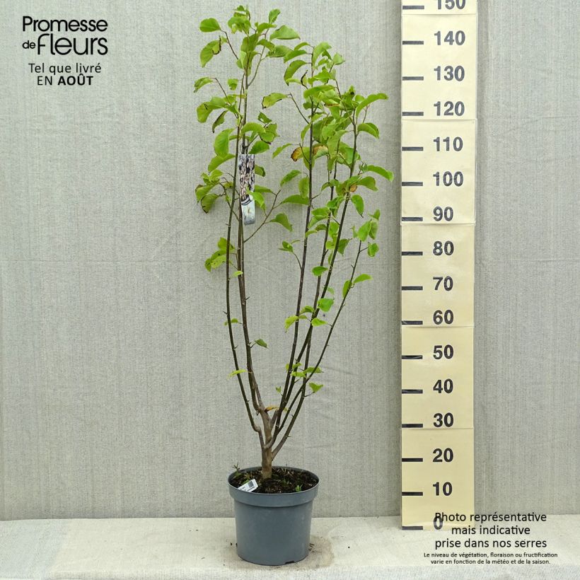Spécimen de Magnolia kobus - Magnolia de Kobe Pot de 4L/5L tel que livré en été
