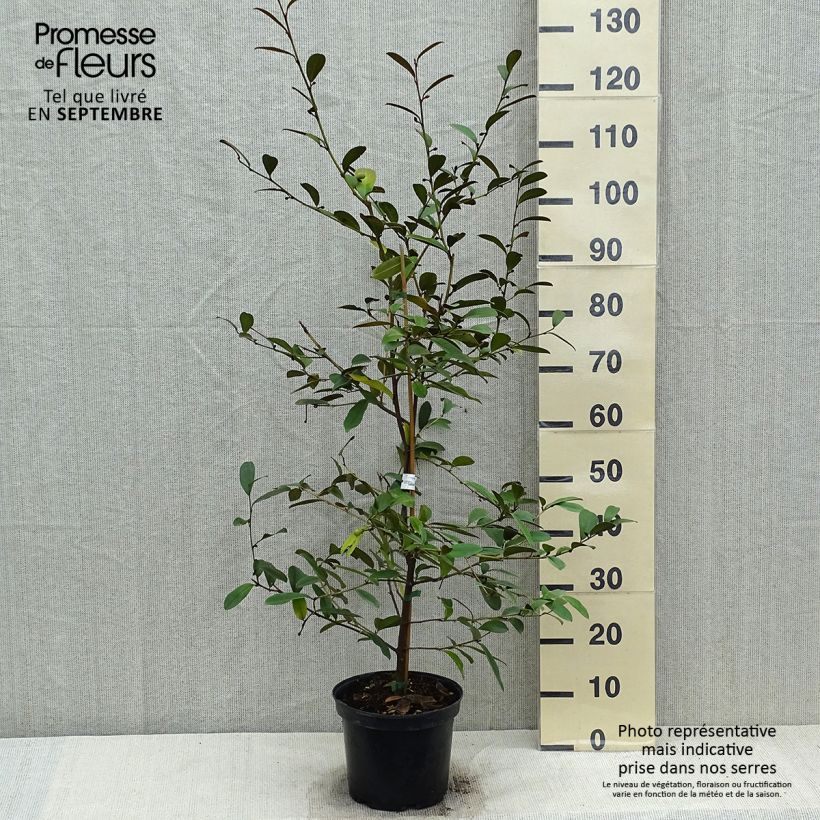 Spécimen de Magnolia laevifolia Achteraan - Michelia yunnanensis Pot de 4L/5L tel que livré en automne