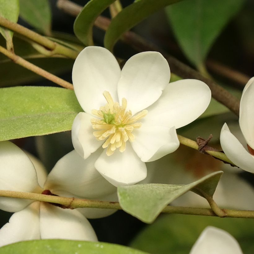 Magnolia laevifolia Achteraan - Michelia yunnanensis (Feuillage)