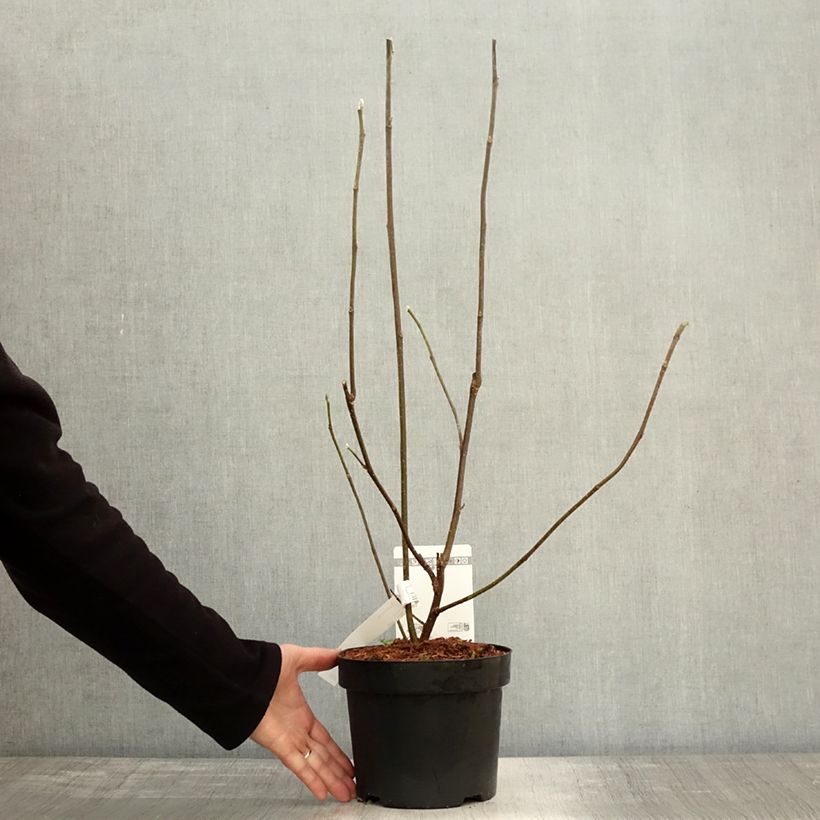 Spécimen de Magnolia liliflora Nigra Pot de 3L/4L tel que livré en automne