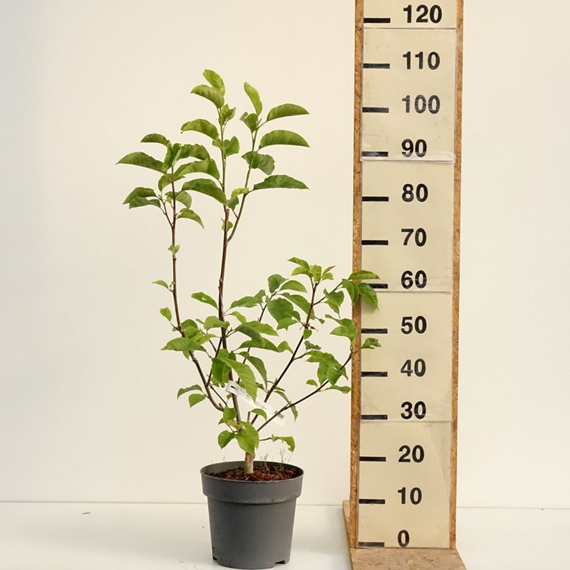 Spécimen de Magnolia liliflora Nigra Pot de 7,5L/10L tel que livré en été