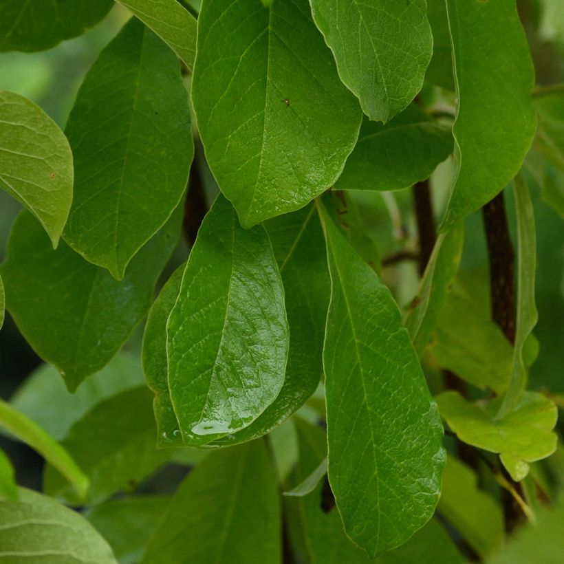 Magnolia loebneri Leonard Messel (Feuillage)