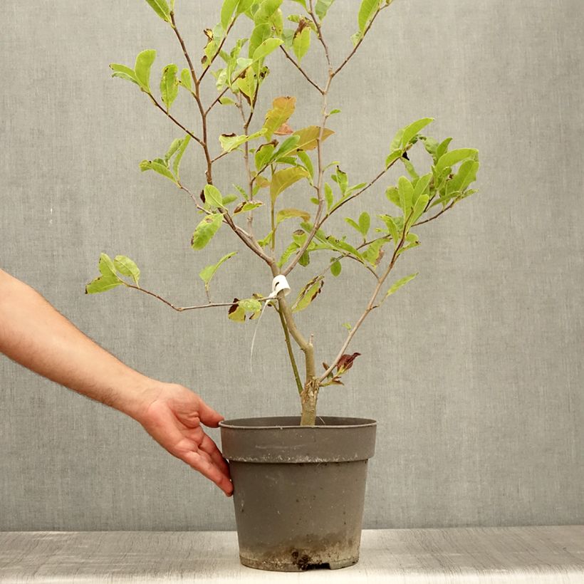 Spécimen de Magnolia loebneri Mags Pirouette Pot de 7,5L/10L tel que livré en été
