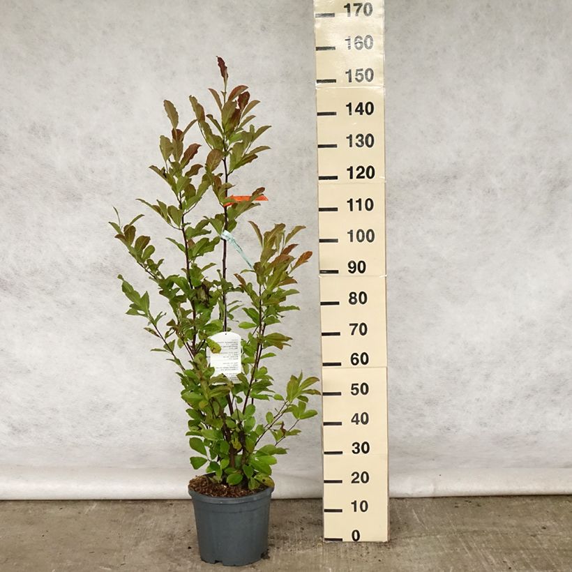 Spécimen de Magnolia loebneri Merrill en pot de 7.5L/10L tel que livré au printemps