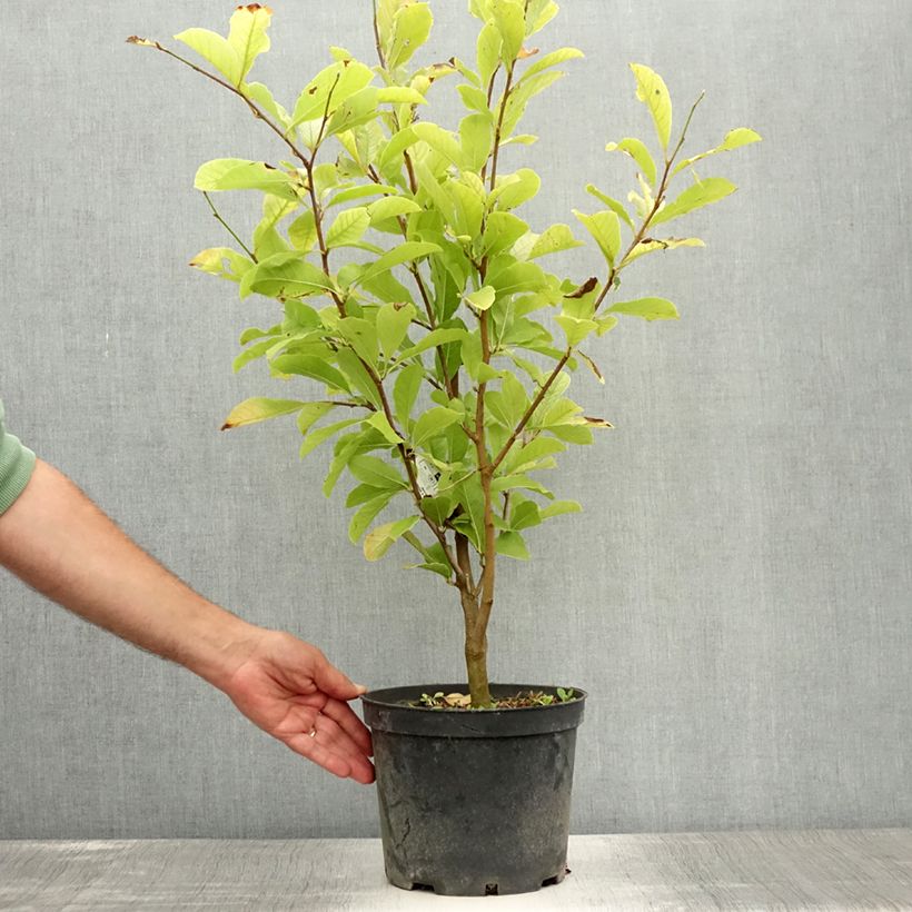 Spécimen de Magnolia loebneri Merrill Pot de 3L/4L tel que livré en été