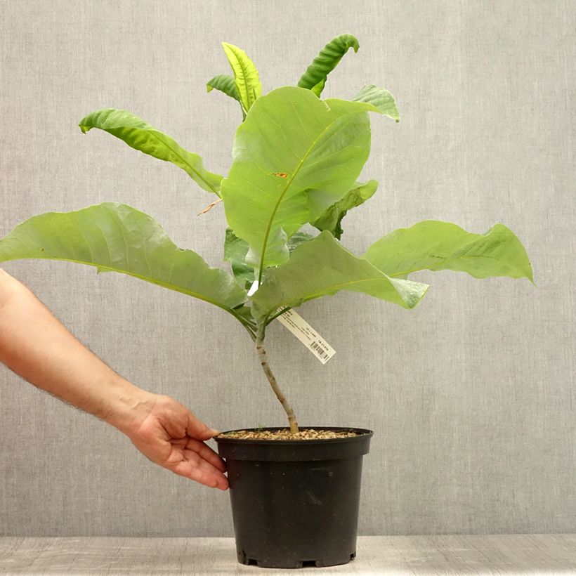 Spécimen de Magnolia macrophylla subsp. ashei - Magnolia à grandes feuilles Pot de 4L/5L tel que livré en été