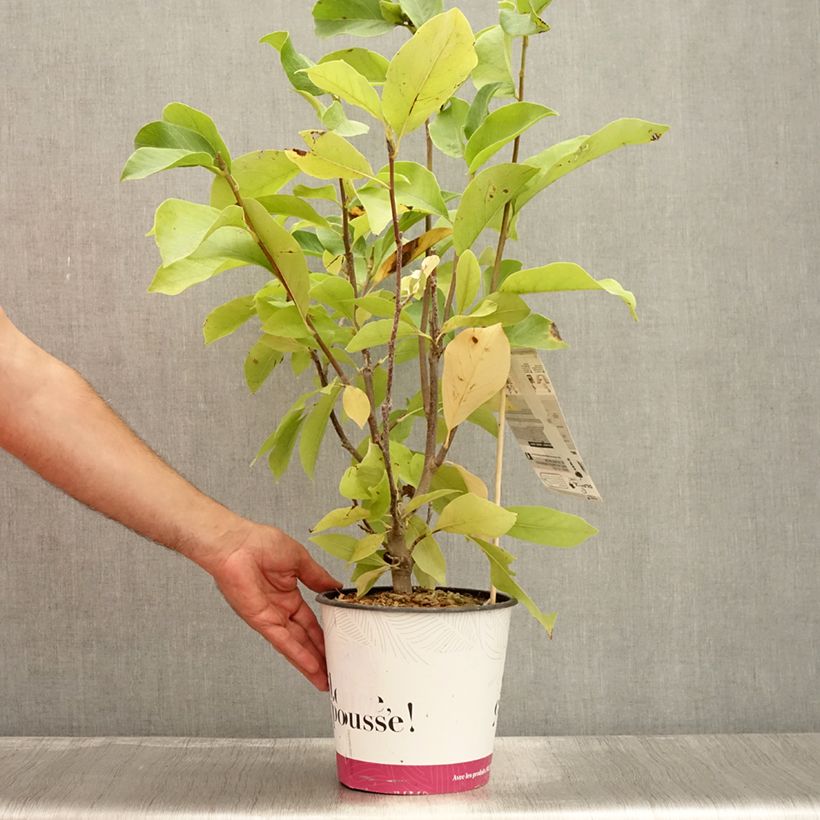 Spécimen de Magnolia - Magnolia x soulangeana Andre Leroy Pot de 4L/5L tel que livré en été