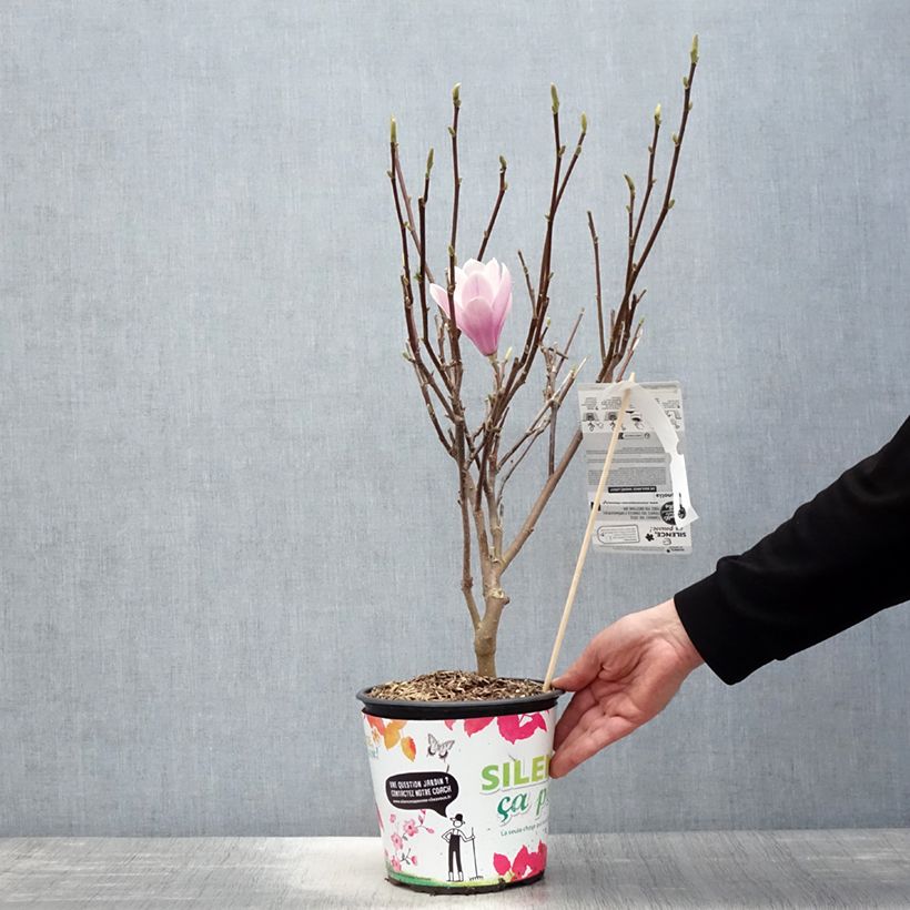 Spécimen de Magnolia - Magnolia x soulangeana Andre Leroy en pot de 4l/5l tel que livré au printemps
