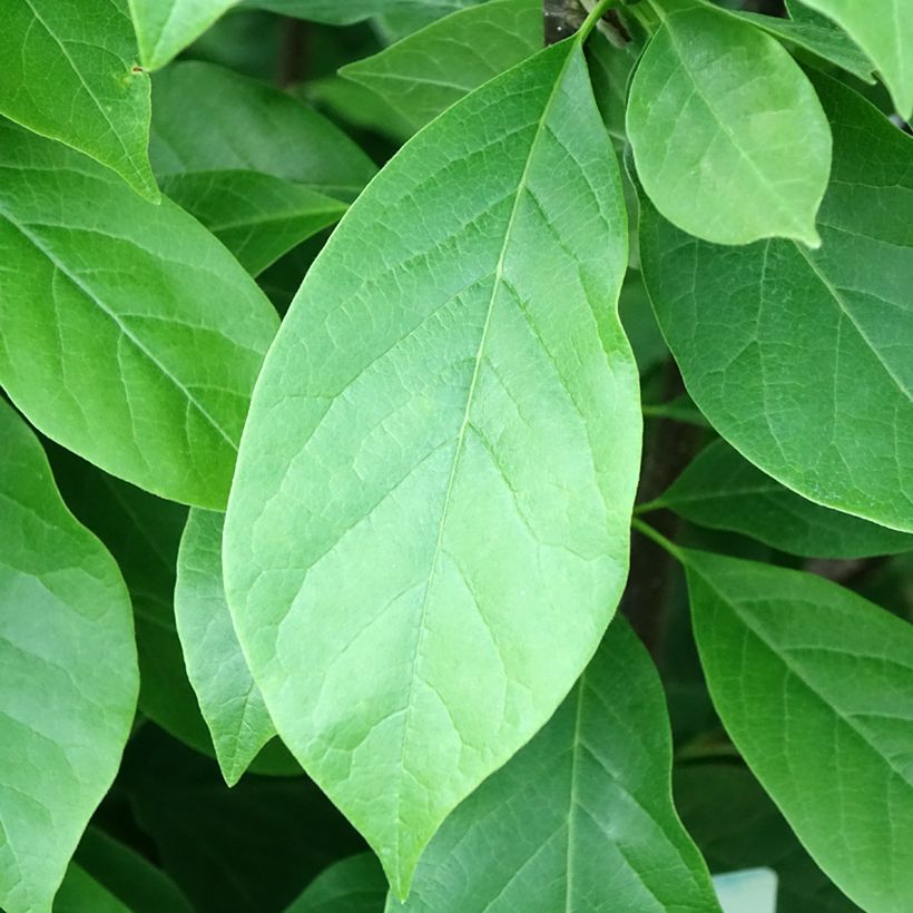 Magnolia - Magnolia x soulangeana Andre Leroy (Feuillage)