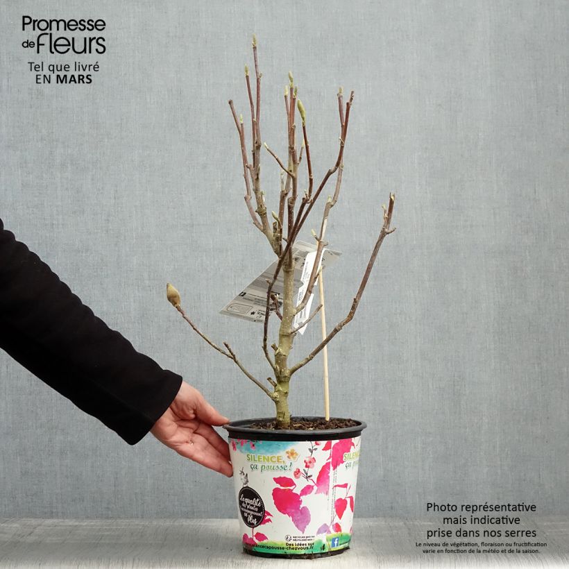 Spécimen de Magnolia Manchu Fan en pot de 4l/5l tel que livré au printemps