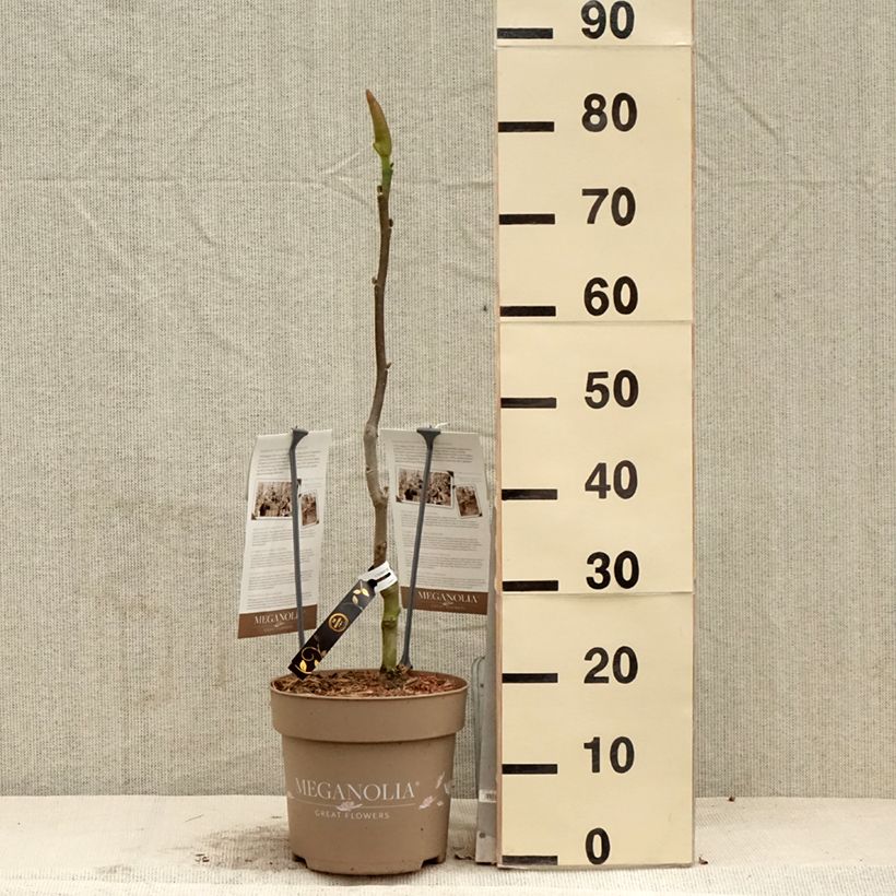 Spécimen de Magnolia Meganolia - Pot de 6L/7L tel que livré au printemps