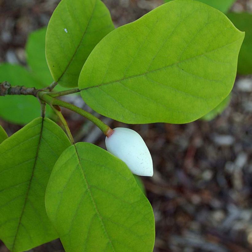 Magnolia sieboldii (Feuillage)