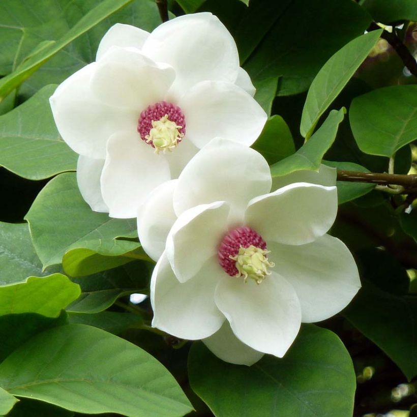 Magnolia sieboldii (Floraison)