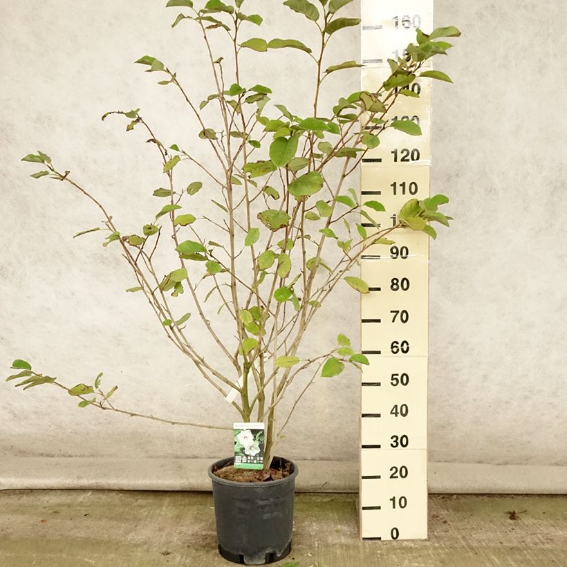 Spécimen de Magnolia sieboldii Pot de 12L/15L tel que livré en été
