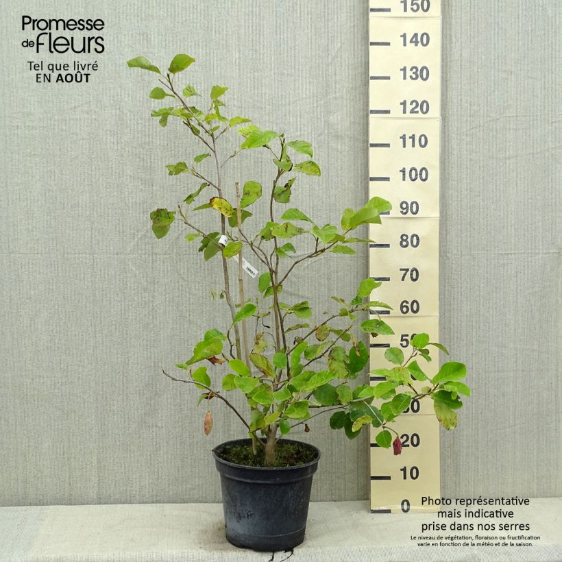 Spécimen de Magnolia sieboldii Colossus Pot de 12L/15L tel que livré en été