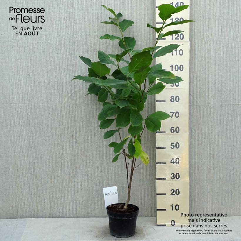 Spécimen de Magnolia soulangeana Alba Superba Pot de 3L/4L tel que livré en été