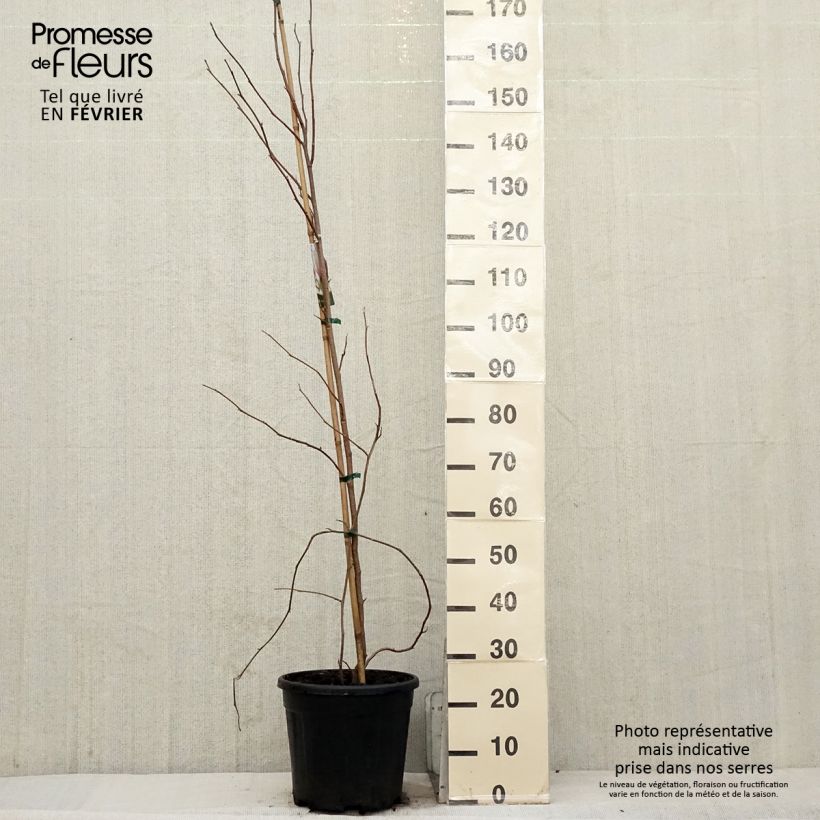 Spécimen de Magnolia soulangeana  - Magnolia de Soulange Pot de 7,5L/10L tel que livré en hiver