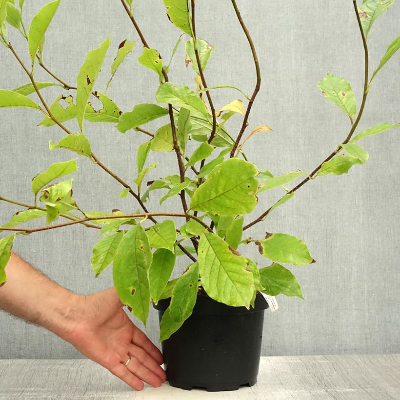 Spécimen de Magnolia soulangeana  - Magnolia de Soulange Pot de 3L/4L tel que livré en été