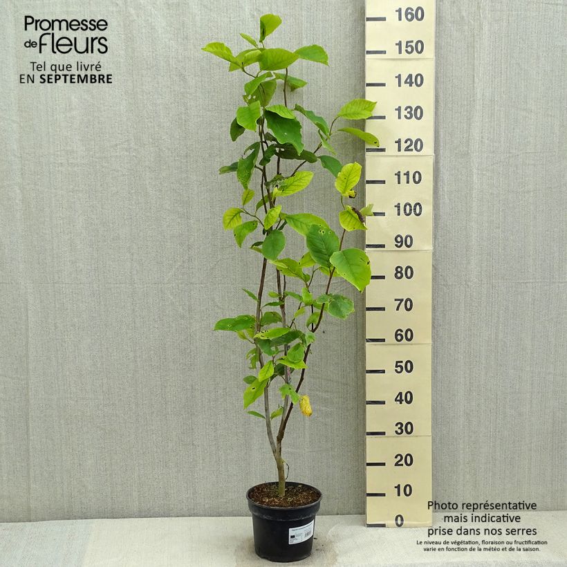 Spécimen de Magnolia soulangeana Rustica Rubra Pot de 3L/4L tel que livré en été