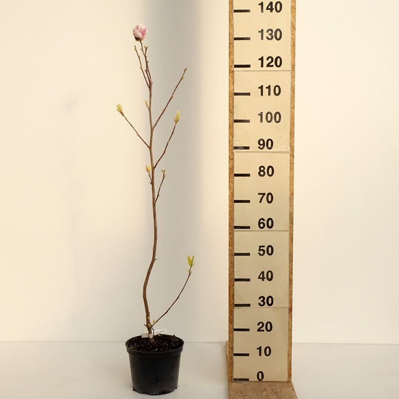 Spécimen de Magnolia soulangeana Rustica Rubra en pot de 3/4L tel que livré au printemps